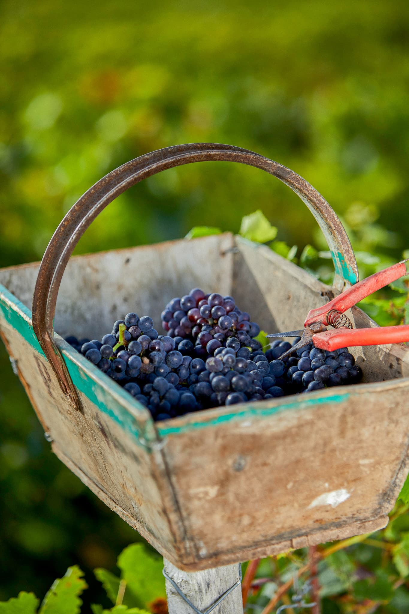 Notre domaine à Verzenay